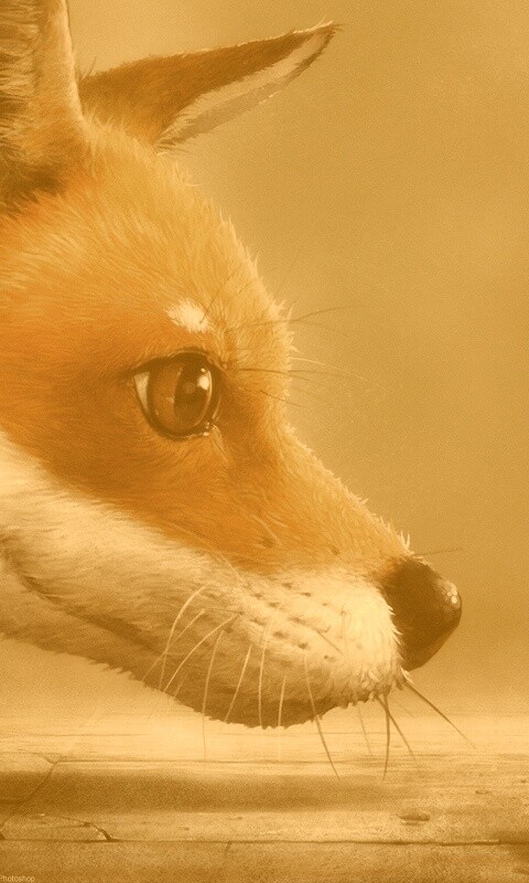 Лиса и жук обои