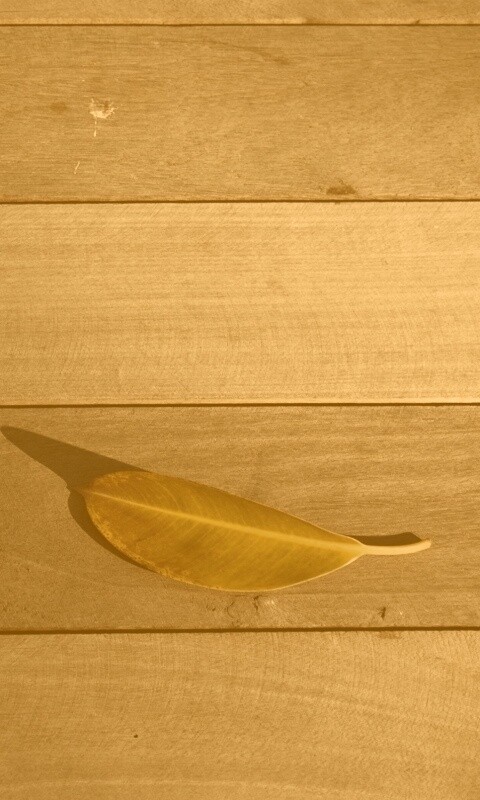 Лист на деревянном полу обои