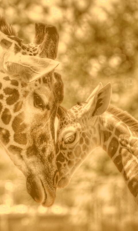 Жирафа и жирафёнок обои