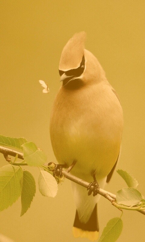 Оранжевая птичка обои