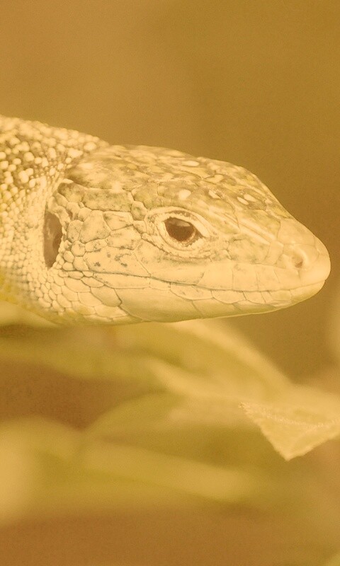 Ящерка на листьях обои