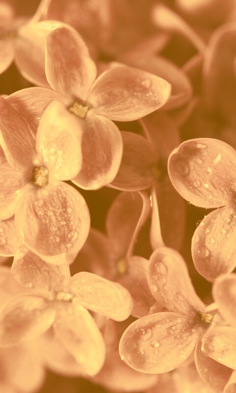 Цветы сирени обои