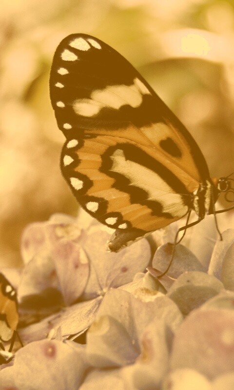 Две бабочки обои