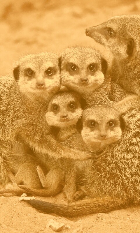 Семейство сурикатов обои