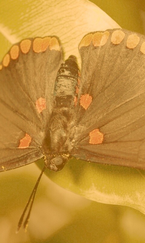 Бабочка на листе обои