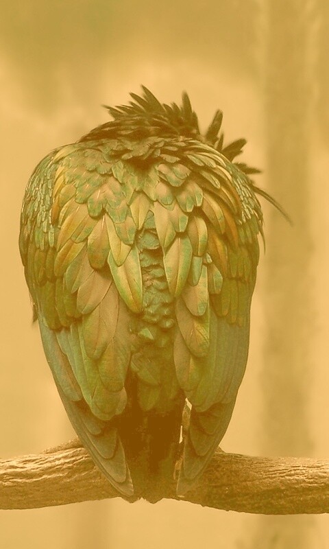 Птица спит на ветке обои