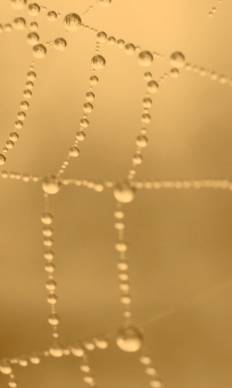 Капли росы на паутине обои