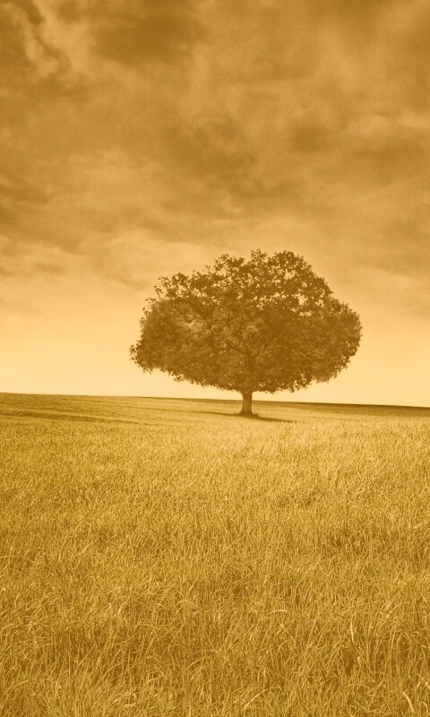 Одинокое дерево под грозовым небом обои