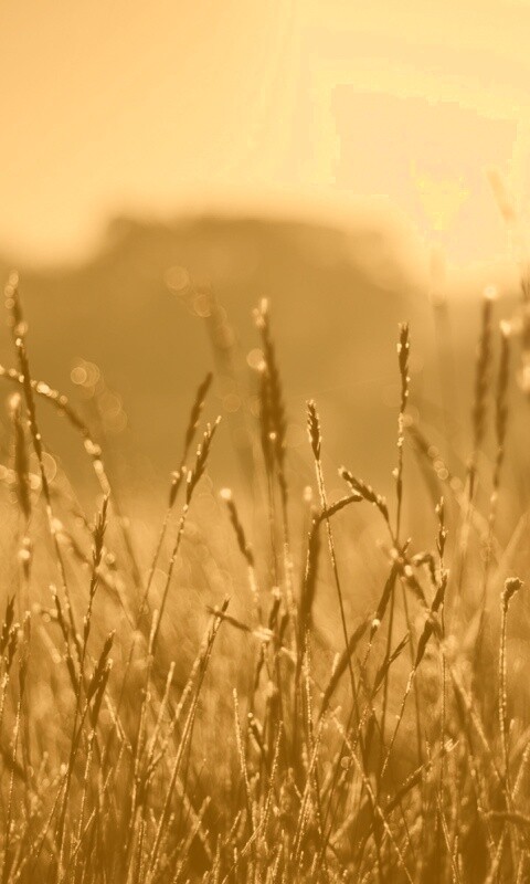 Поле пшеницы обои