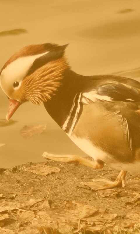 Уточка - мандаринка обои