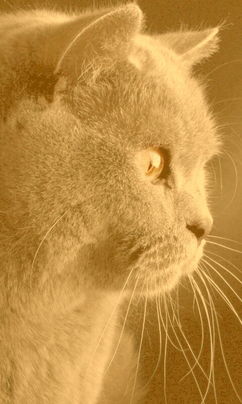 Плюшик  обои