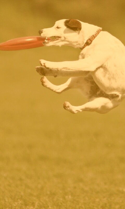 Ловкач обои