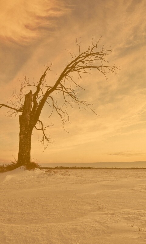 Сломанное дерево в снежной тундре обои