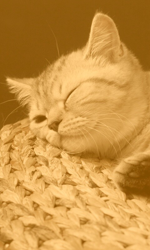 Пушистый кот спит на корзине обои