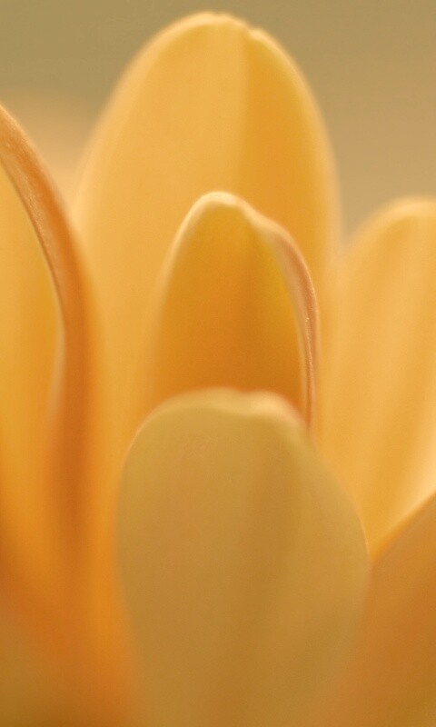 Лепестки хризантемы обои