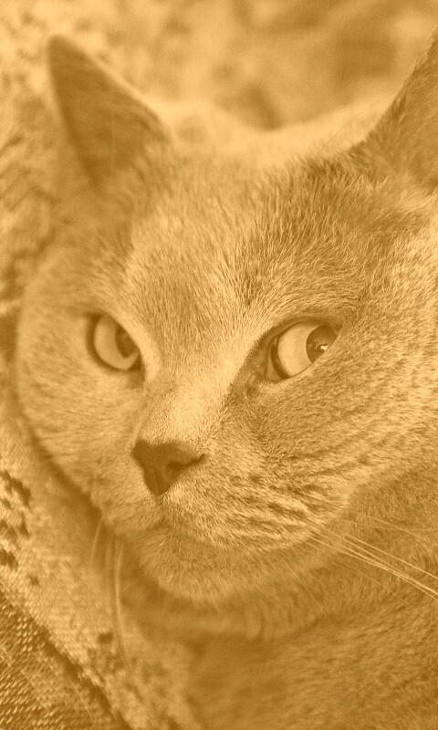 Щекастый британский котик обои