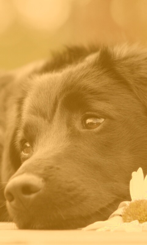 Собака с ромашкой обои