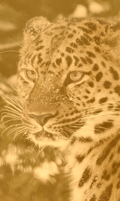 Леопард у заснеженной ели обои