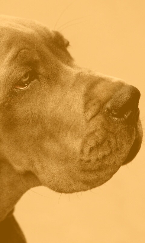 Грустная собака обои