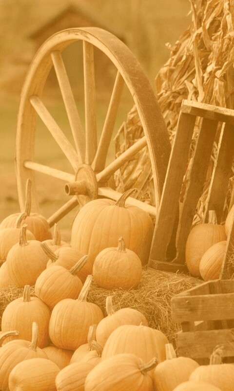 Урожай обои