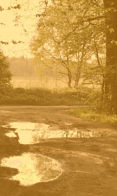 Лесная дорога обои