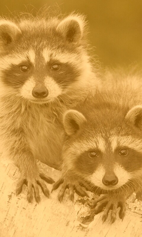 Полосатики обои