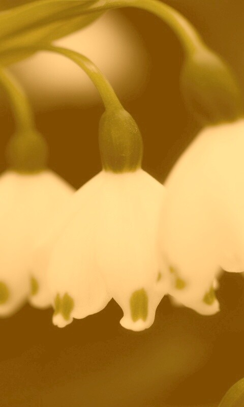 Белые ландыши обои