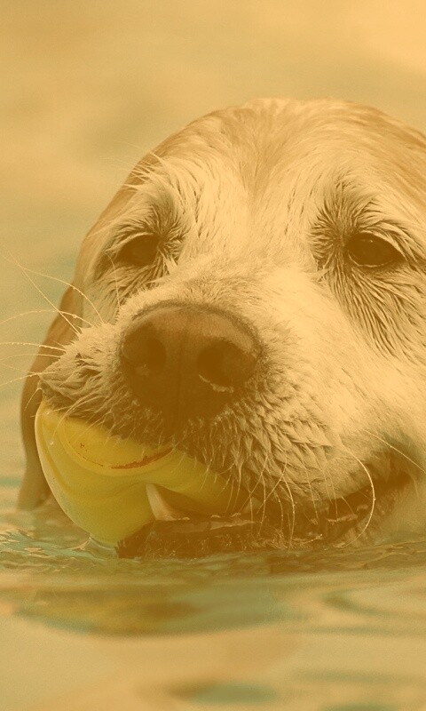 Пёс с игрушкой в зубах обои