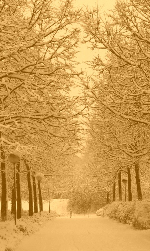 Заснеженная аллея обои