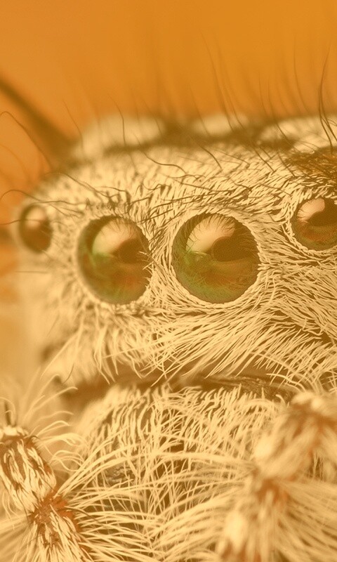 Паук в макро обои