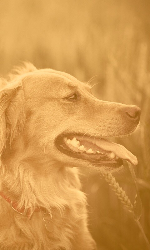 Собаки обои