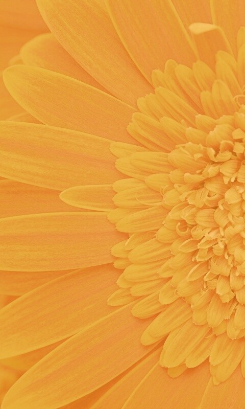 Большой оранжевый гербер обои