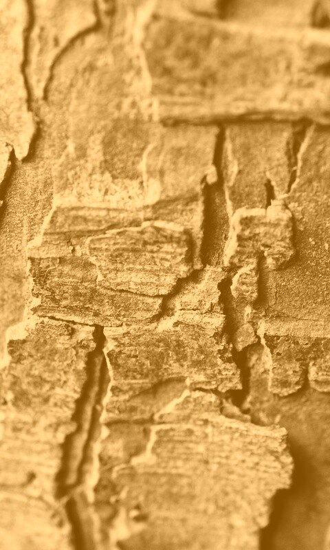 Белая кора обои