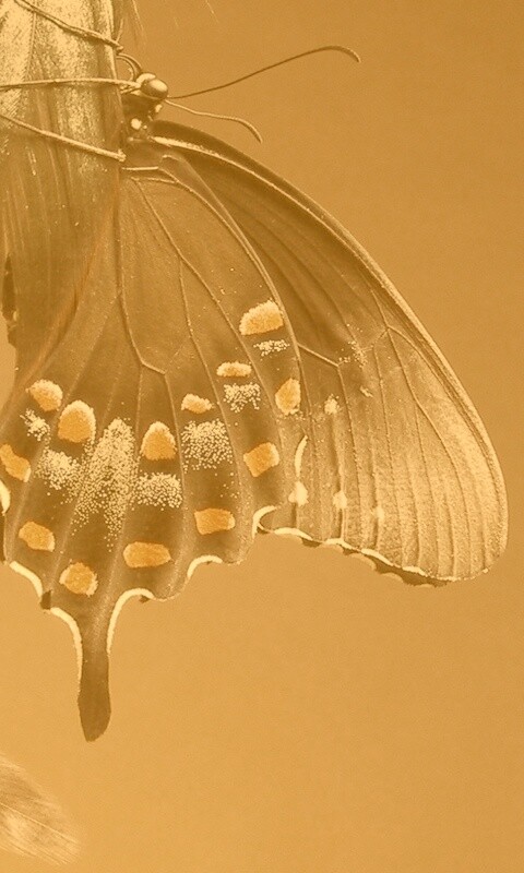 Красивая бабочка обои