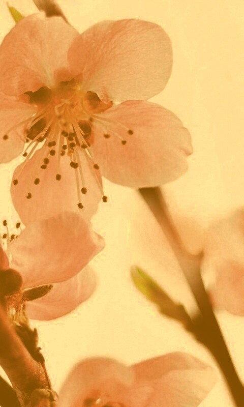 Нежные розовые цветы обои