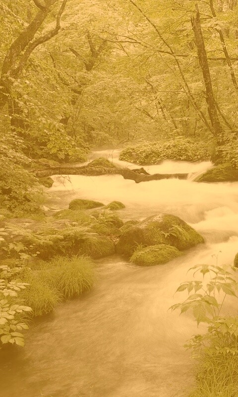 Лесная река обои