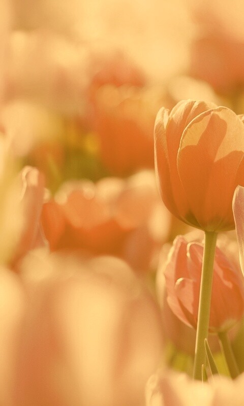 Красивые тюльпаны обои