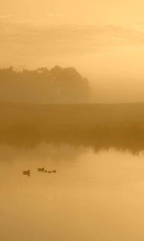 Ducks on a Misty Pond обои