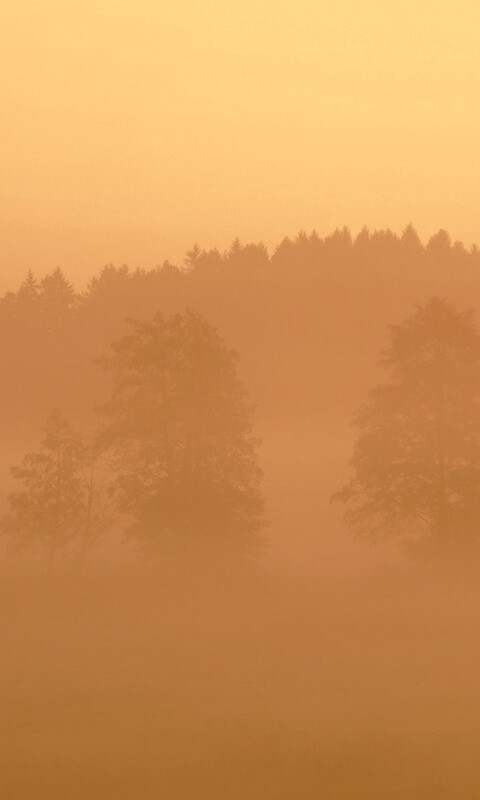 Розовый лес обои