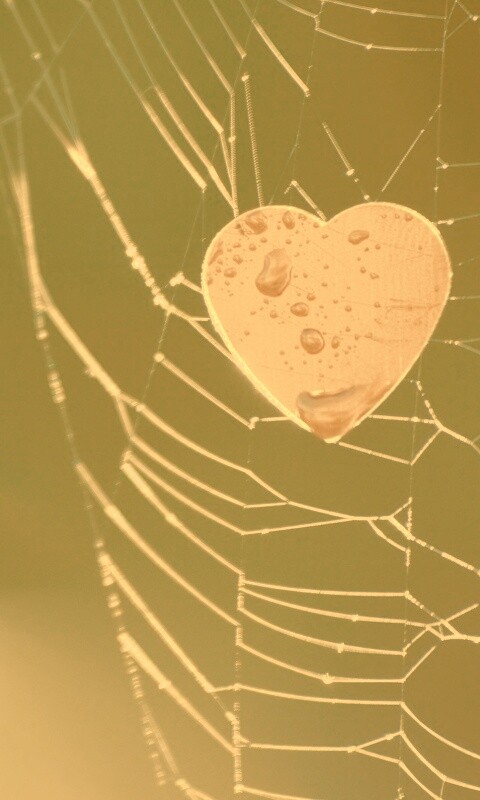 Сердце в паутине обои