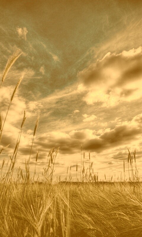 HDR Поле обои