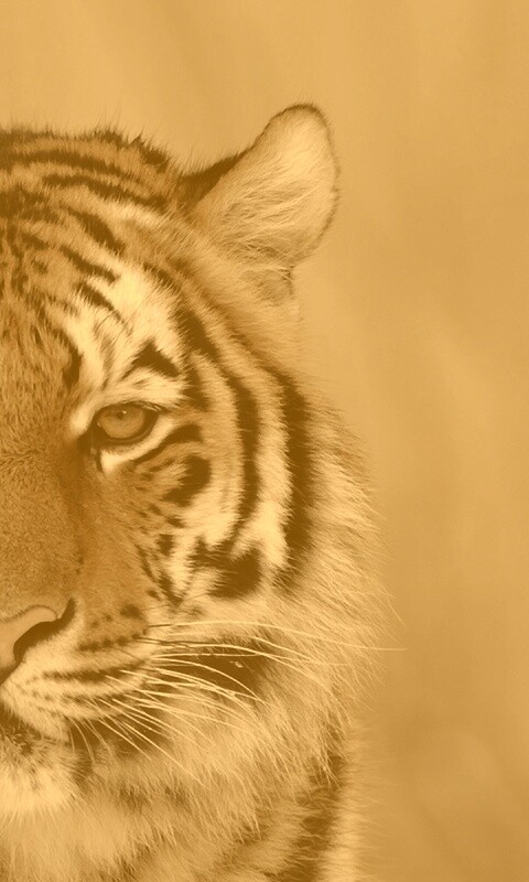 Красавец тигр обои