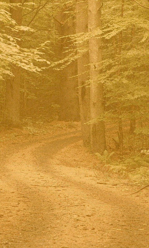 Лесная дорога обои