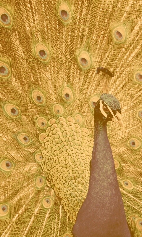 Красивый павлин обои