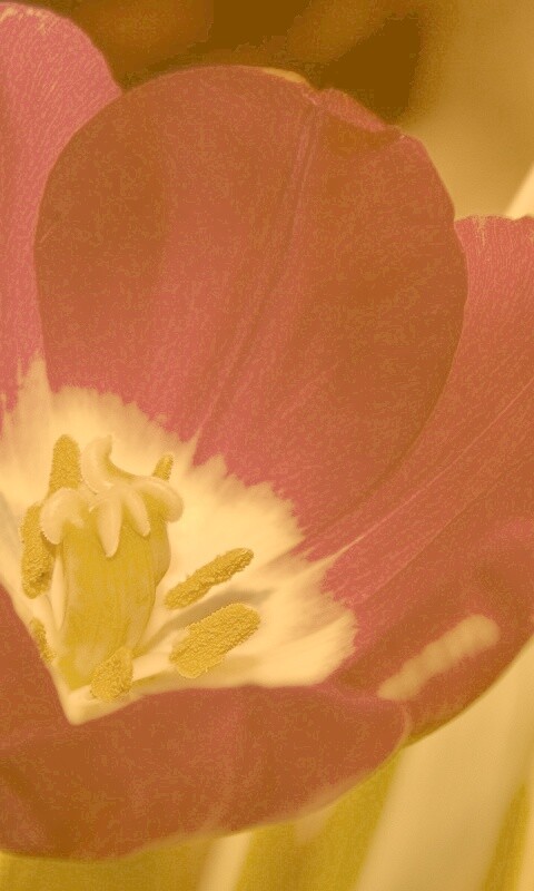 Фиолетовый цветочек обои