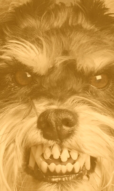 Терьер вне себя обои