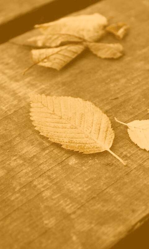 Опавшая листва обои