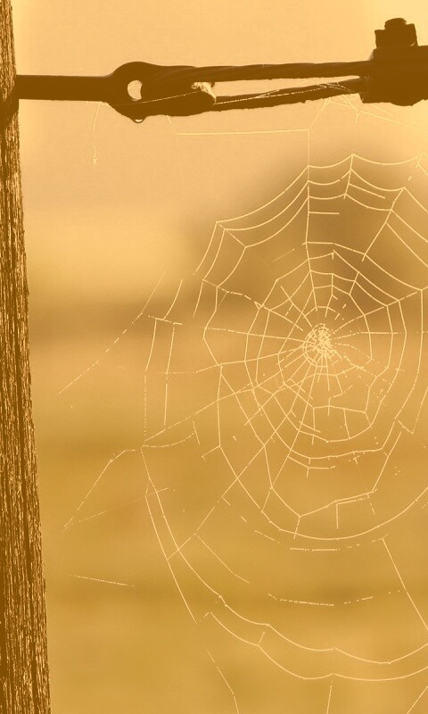 Паутина 51 обои
