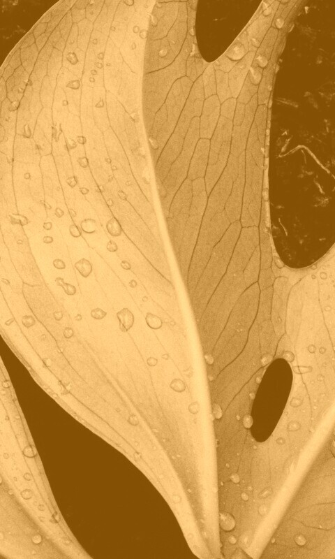 Белый лист обои