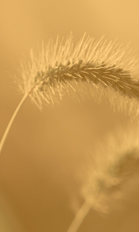 Травинка обои